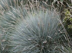 Kostřava Walliská 'Glaucantha' - Festuca valesiaca 'Glaucantha'