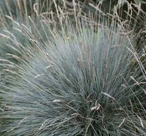 Kostřava Walliská 'Glaucantha' - Festuca valesiaca 'Glaucantha'