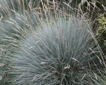 Kostřava Walliská 'Glaucantha'