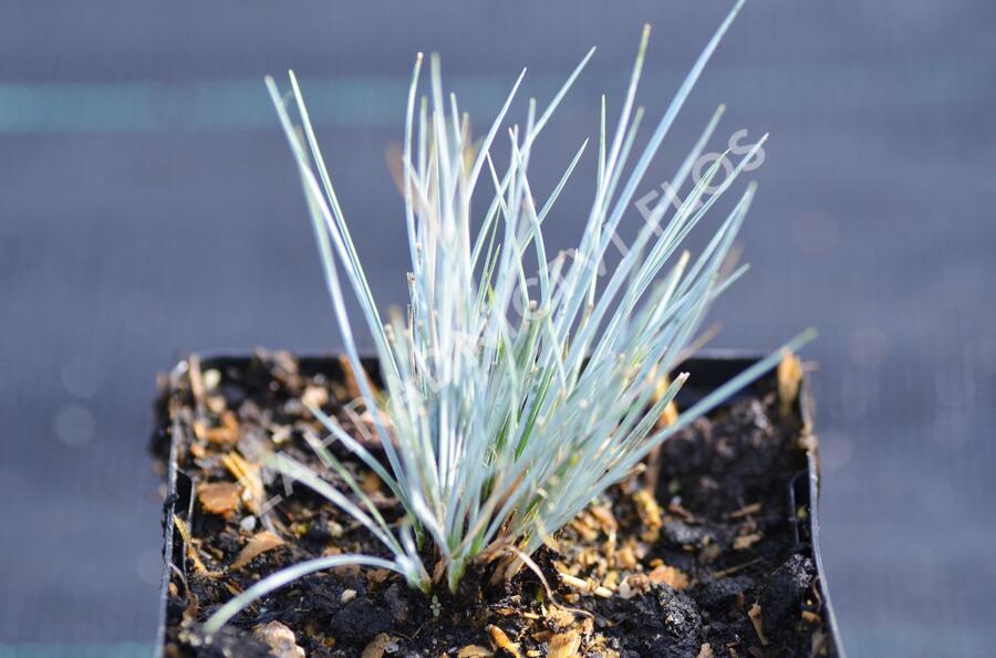 Kostřava Walliská 'Glaucantha' - Festuca valesiaca 'Glaucantha'