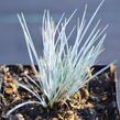 Kostřava Walliská 'Glaucantha' - Festuca valesiaca 'Glaucantha'