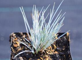 Kostřava Walliská 'Glaucantha' - Festuca valesiaca 'Glaucantha'