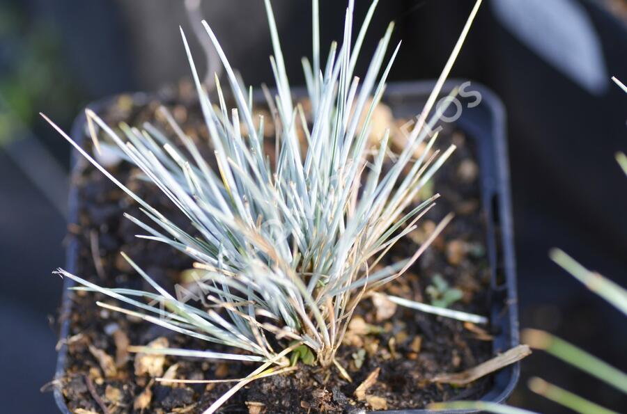 Kostřava Walliská 'Glaucantha' - Festuca valesiaca 'Glaucantha'