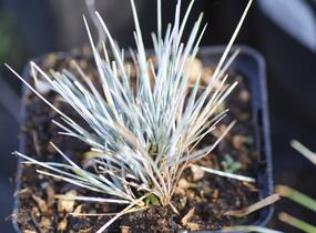 Kostřava Walliská 'Glaucantha' - Festuca valesiaca 'Glaucantha'