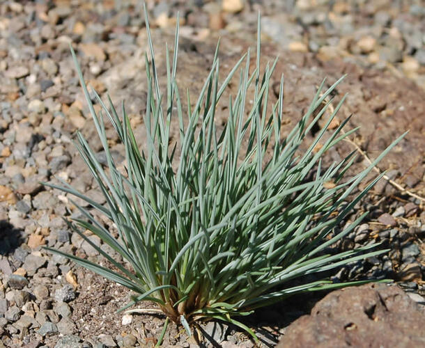 Kostřava - Festuca punctoria