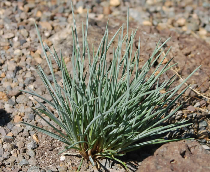 Kostřava - Festuca punctoria