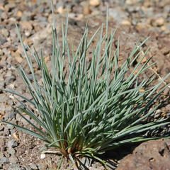 Kostřava - Festuca punctoria