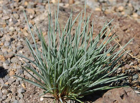 Kostřava - Festuca punctoria