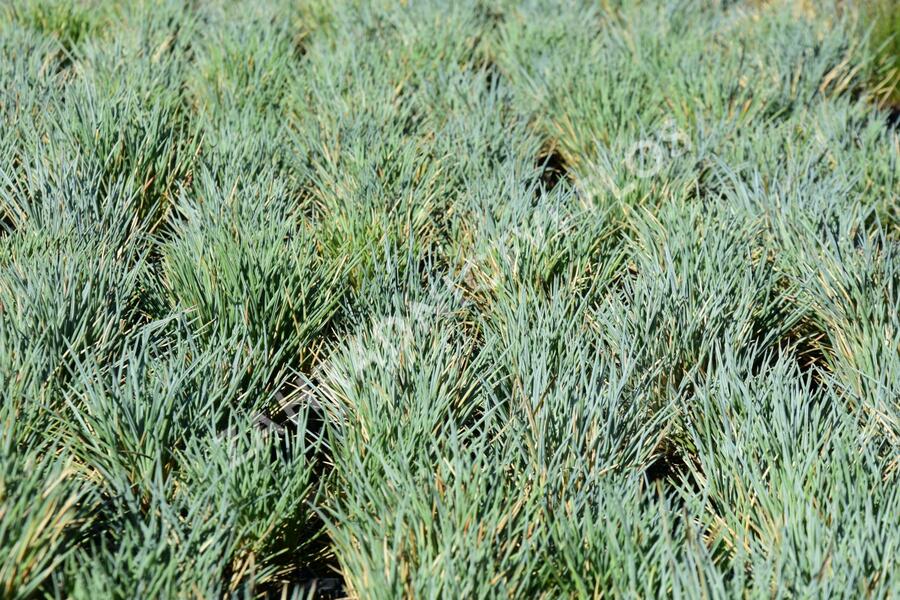 Kostřava - Festuca punctoria