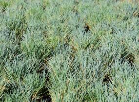 Kostřava - Festuca punctoria