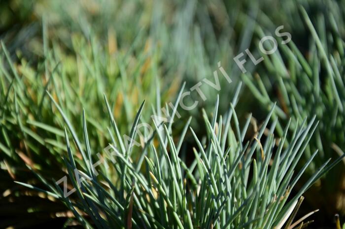 Kostřava - Festuca punctoria