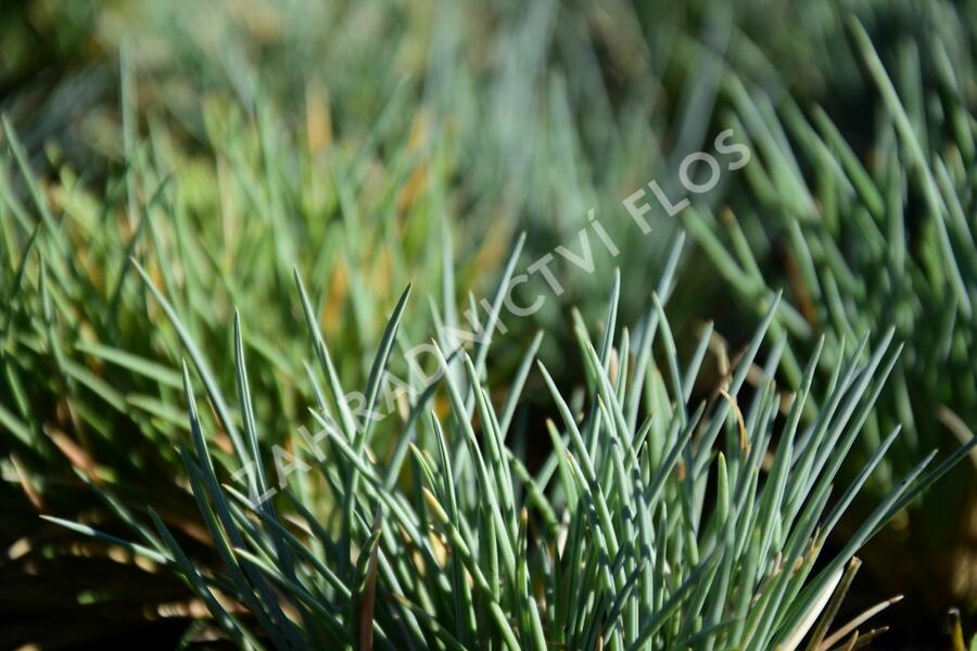 Kostřava - Festuca punctoria