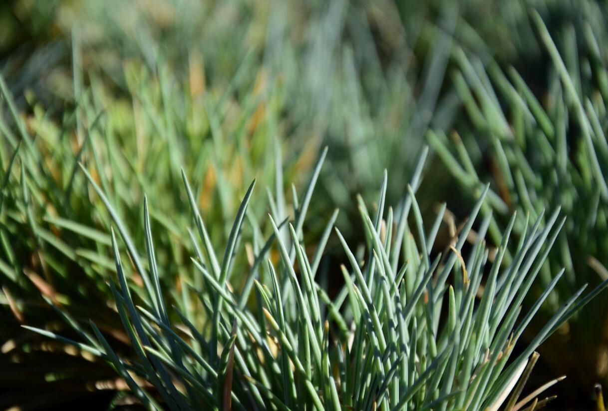 Kostřava - Festuca punctoria