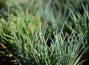 Kostřava - Festuca punctoria