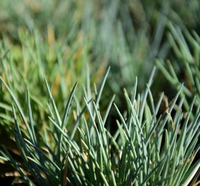 Kostřava - Festuca punctoria