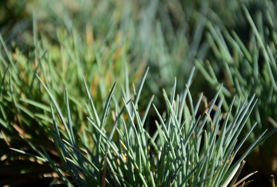 Kostřava - Festuca punctoria