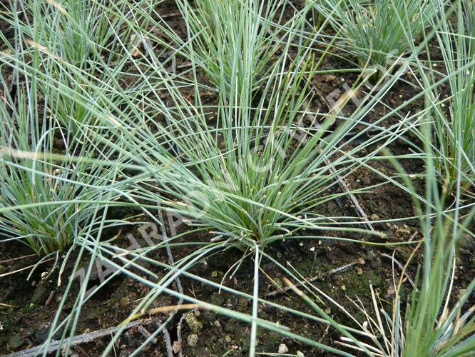 Kostřava popelavá 'Elijah Blue' - Festuca ovina 'Elijah Blue'