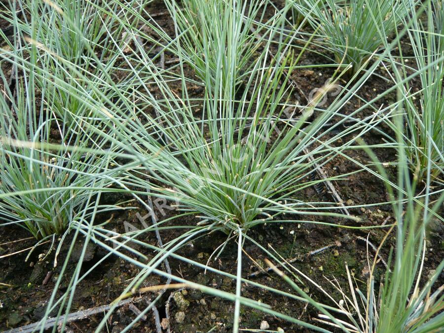 Kostřava popelavá 'Elijah Blue' - Festuca ovina 'Elijah Blue'