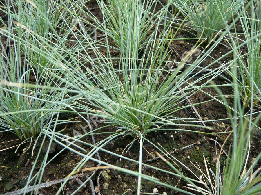 Kostřava popelavá 'Elijah Blue' - Festuca glauca 'Elijah Blue'