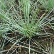 Kostřava popelavá 'Elijah Blue' - Festuca ovina 'Elijah Blue'