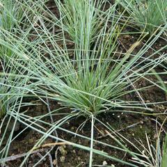 Kostřava popelavá 'Elijah Blue' - Festuca ovina 'Elijah Blue'
