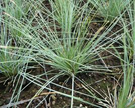 Kostřava popelavá 'Elijah Blue'
