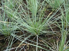 Kostřava popelavá 'Elijah Blue' - Festuca glauca 'Elijah Blue'