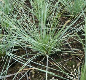 Kostřava popelavá 'Elijah Blue' - Festuca ovina 'Elijah Blue'