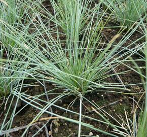 Kostřava popelavá 'Elijah Blue' - Festuca glauca 'Elijah Blue'