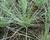 Kostřava popelavá 'Elijah Blue'