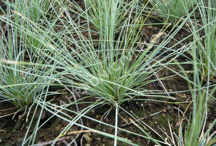 Kostřava popelavá 'Elijah Blue' - Festuca glauca 'Elijah Blue'