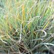 Kostřava popelavá 'Elijah Blue' - Festuca ovina 'Elijah Blue'