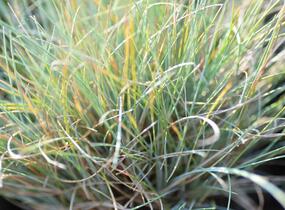 Kostřava popelavá 'Elijah Blue' - Festuca glauca 'Elijah Blue'