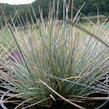 Kostřava popelavá 'Elijah Blue' - Festuca ovina 'Elijah Blue'
