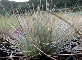 Kostřava popelavá 'Elijah Blue' - Festuca glauca 'Elijah Blue'