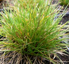 Kostřava metlovitá - Festuca gautieri (scoparia)