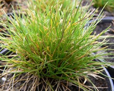 Kostřava metlovitá