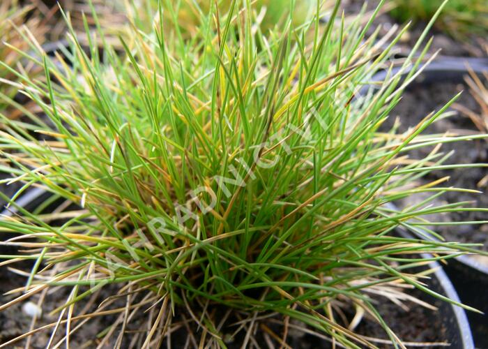 Kostřava metlovitá - Festuca gautieri (scoparia)