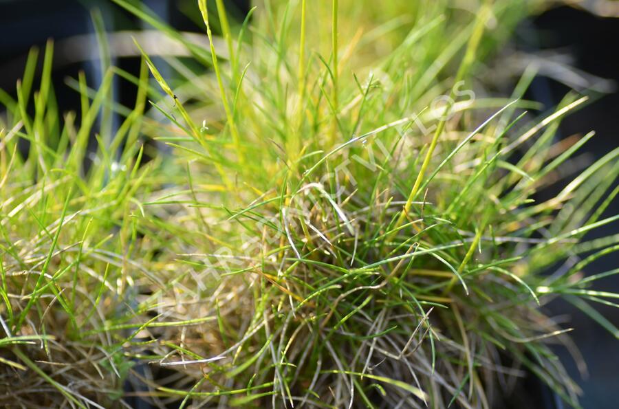 Kostřava metlovitá 'Teddybär' - Festuca gautieri 'Teddybär'