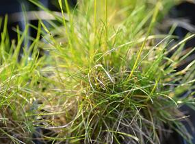 Kostřava metlovitá 'Teddybär' - Festuca gautieri 'Teddybär'