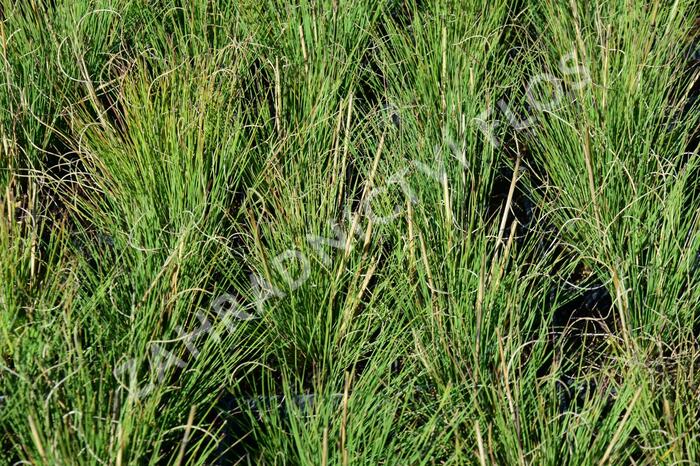 Kostřava metlovitá 'Hoggar' - Festuca gautierii 'Hoggar'