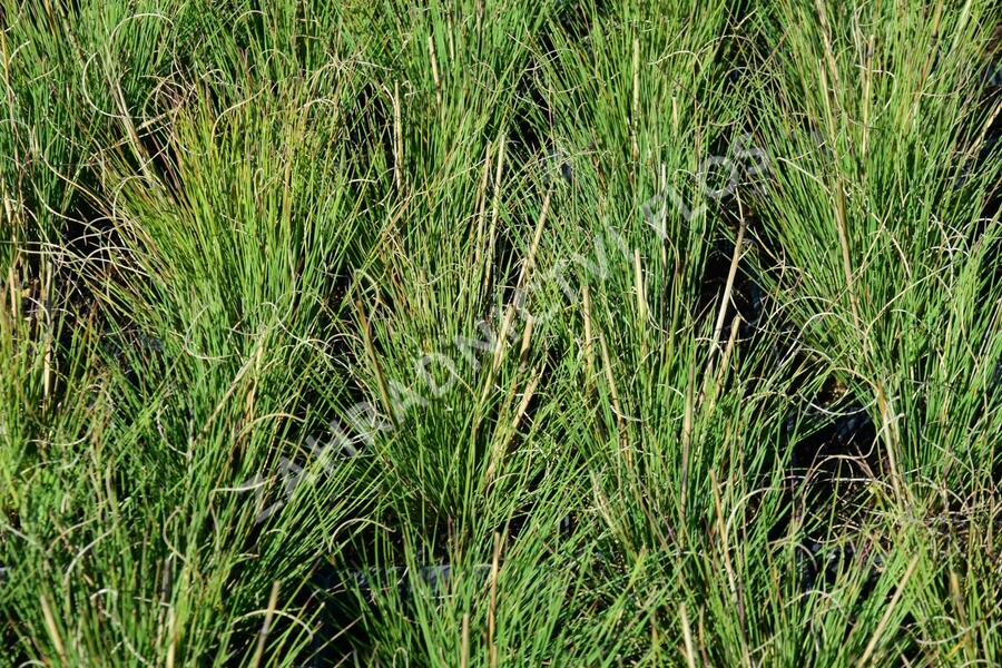 Kostřava metlovitá 'Hoggar' - Festuca gautierii 'Hoggar'