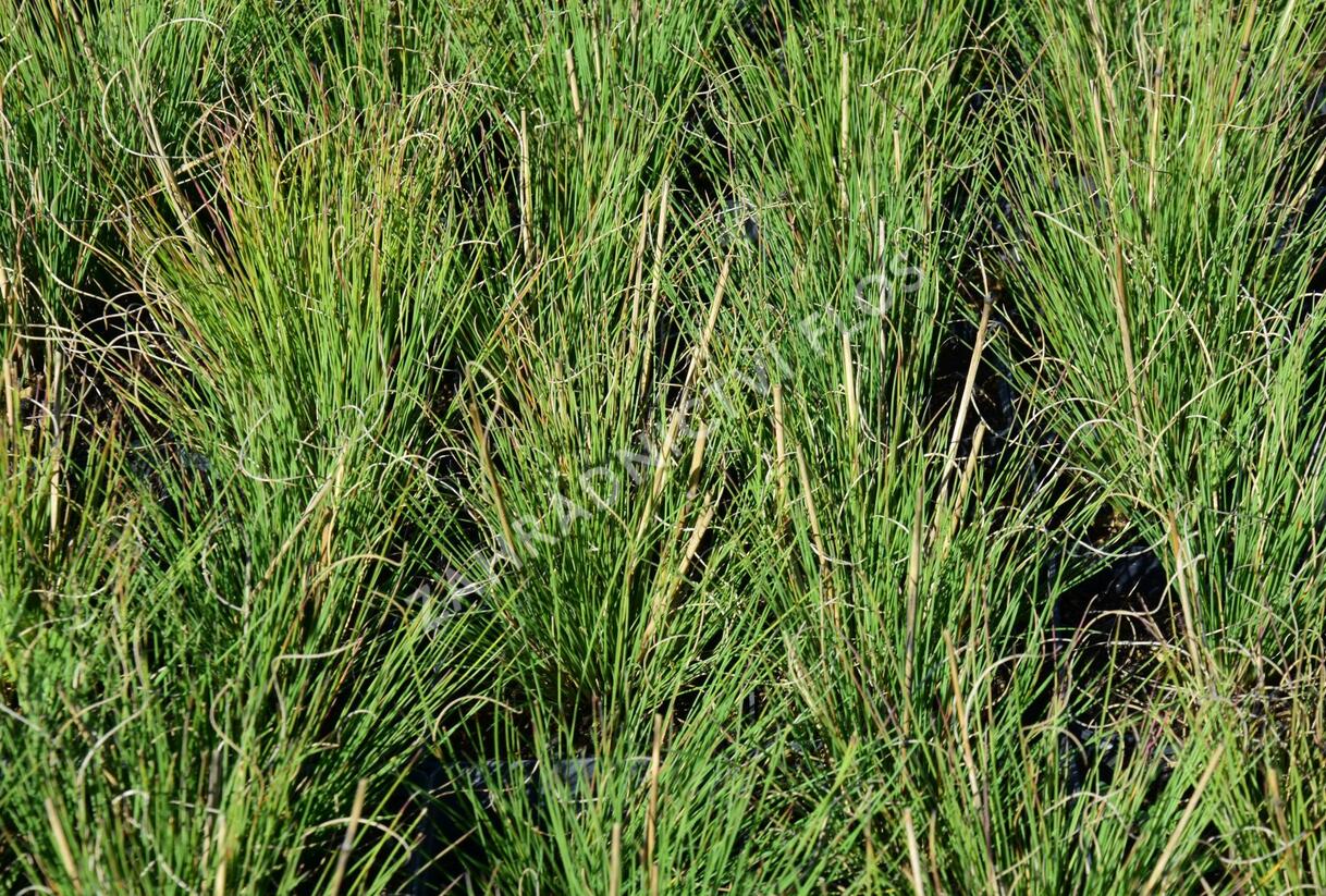 Kostřava metlovitá 'Hoggar' - Festuca gautierii 'Hoggar'