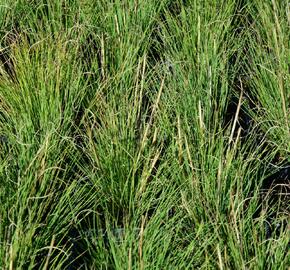 Kostřava metlovitá 'Hoggar' - Festuca gautierii 'Hoggar'