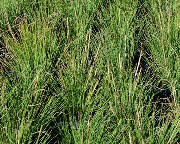 Kostřava metlovitá 'Hoggar'