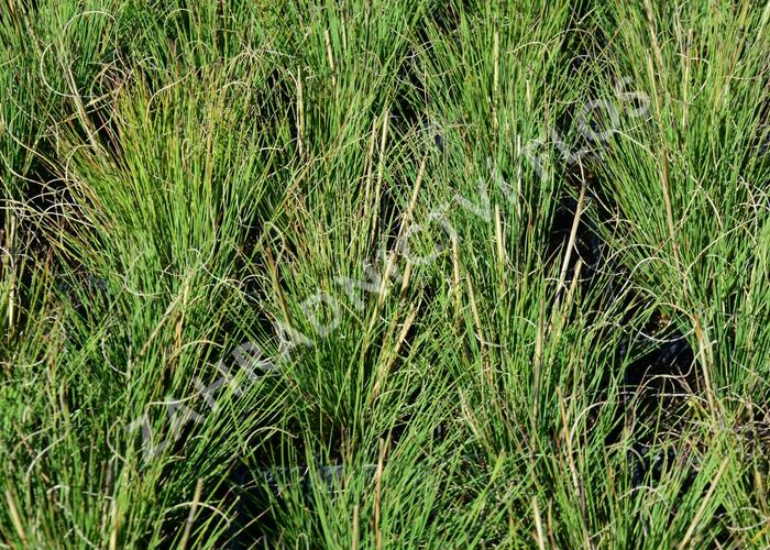 Kostřava 'Hoggar' - Festuca 'Hoggar'