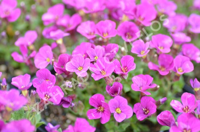 Tařička kosníkovitá 'Axcent Dark Red' - Aubrieta deltoides 'Axcent Dark Red'