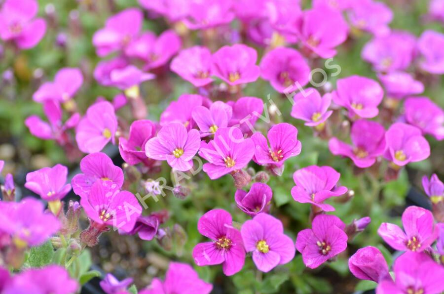 Tařička kosníkovitá 'Axcent Dark Red' - Aubrieta deltoides 'Axcent Dark Red'