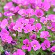 Tařička kosníkovitá 'Axcent Dark Red' - Aubrieta deltoides 'Axcent Dark Red'