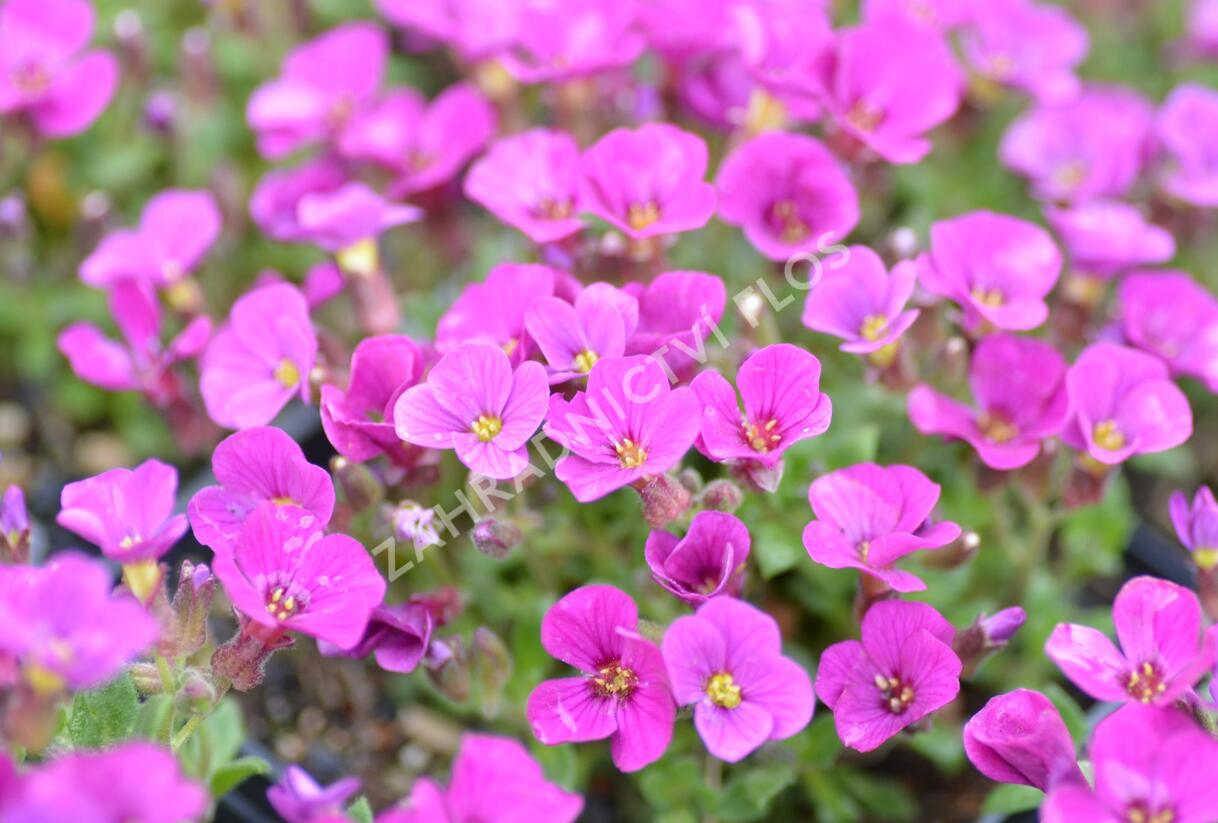 Tařička kosníkovitá 'Axcent Dark Red' - Aubrieta deltoides 'Axcent Dark Red'